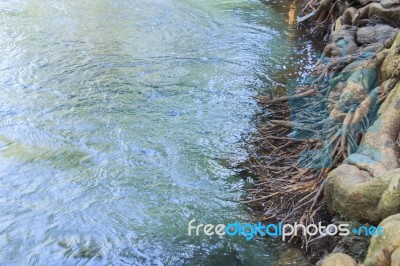 Mangrove Forests Stock Photo