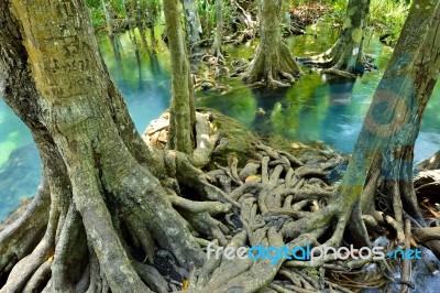 Mangrove Forests Stock Photo