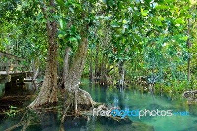 Mangrove Forests Stock Photo