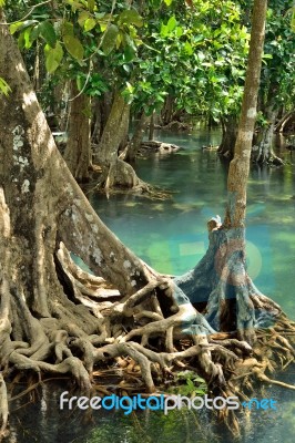 Mangrove Forests Stock Photo