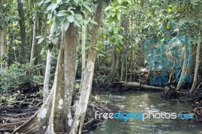 Mangrove Forests In Krabi ,thailand Stock Photo