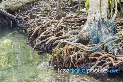 Mangrove Forests In Krabi ,thailand Stock Photo