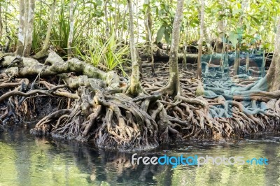 Mangrove Forests In Krabi ,thailand Stock Photo