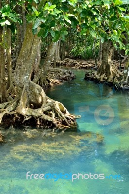 Mangrove Forests2 Stock Photo