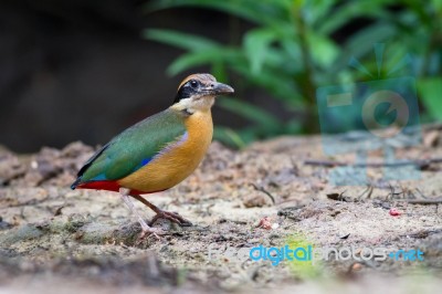 Mangrove Pitta Stock Photo