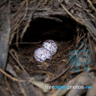 Mangrove Pitta Eggs Stock Photo