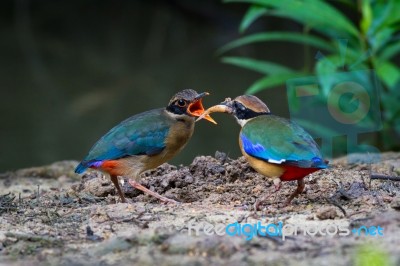 Mangrove Pitta Feeding Stock Photo