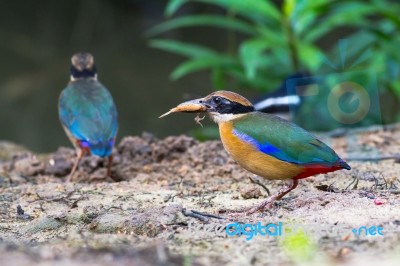 Mangrove Pitta On The Ground Stock Photo