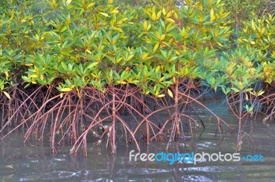 Mangrove Plants Stock Photo