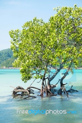 Mangrove Plants Stock Photo