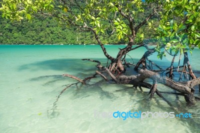 Mangrove Plants Stock Photo