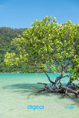 Mangrove Plants Stock Photo