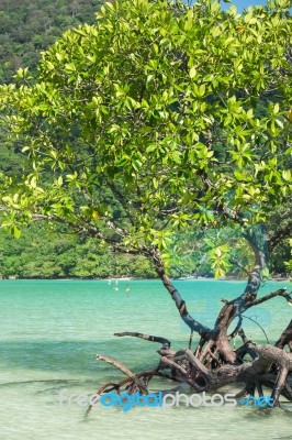 Mangrove Plants Stock Photo