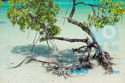 Mangrove Plants Stock Photo