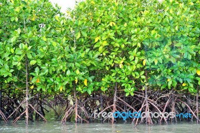 Mangrove Plants Stock Photo