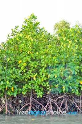 Mangrove Plants Stock Photo