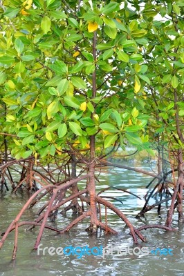 Mangrove Plants Stock Photo