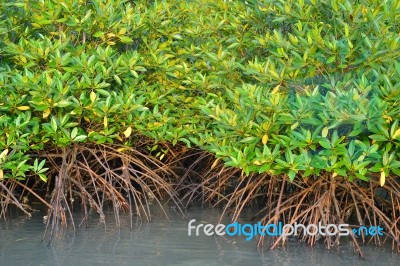 Mangrove Plants Stock Photo