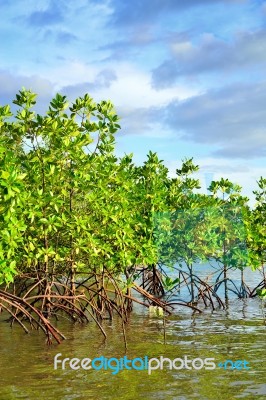 Mangrove Plants Stock Photo