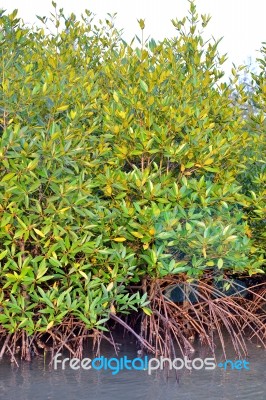 Mangrove Plants Stock Photo