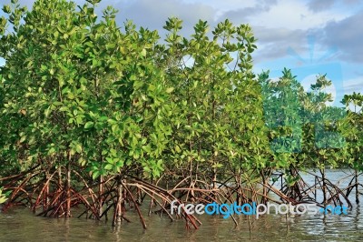 Mangrove Plants Stock Photo