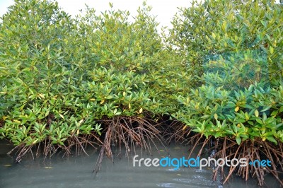 Mangrove Plants Stock Photo