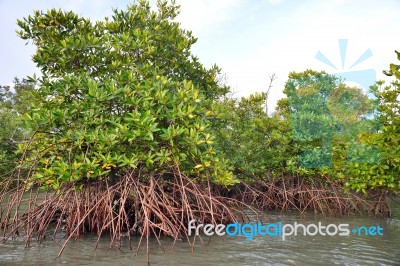 Mangrove Plants 2 Stock Photo