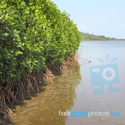 Mangrove Shurb Forest Border Sea Shore Stock Photo