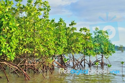 Mangrove Tree Stock Photo