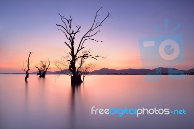 Mangrove Trees Stock Photo