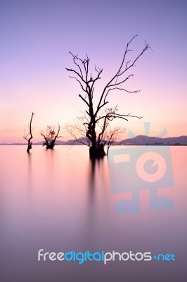 Mangrove Trees Stock Photo