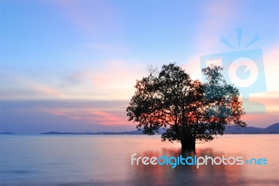 Mangrove Trees Stock Photo