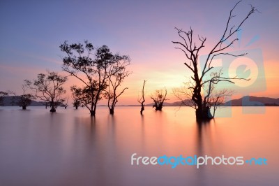 Mangrove Trees Stock Photo