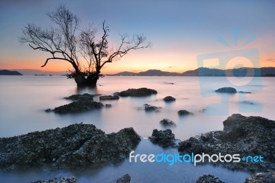 Mangrove Trees Sunset Stock Photo