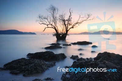 Mangrove Trees Sunset Stock Photo