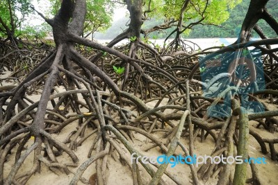 Mangroves Stock Photo