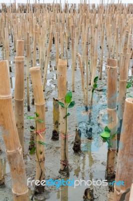 Mangroves Reforestation In Coast Of Thailand Stock Photo