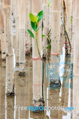 Mangroves Reforestation In Coast Of Thailand Stock Photo