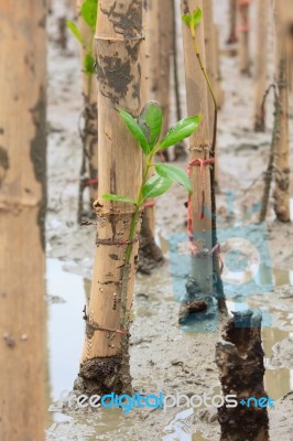 Mangroves Reforestation In Coast Of Thailand Stock Photo