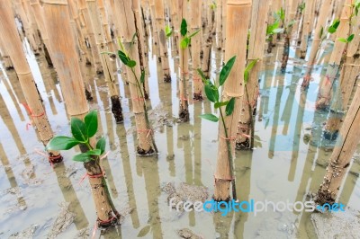 Mangroves Reforestation In Coast Of Thailand Stock Photo