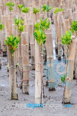 Mangroves Reforestation In Coast Of Thailand Stock Photo