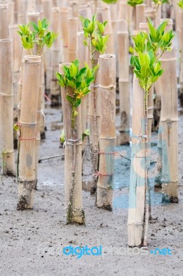 Mangroves Reforestation In Coast Of Thailand Stock Photo