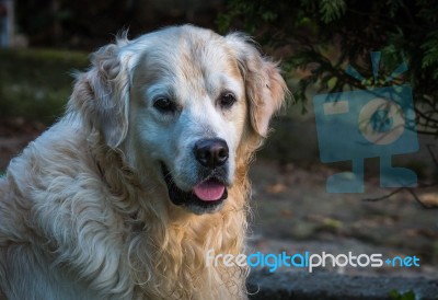 Man's Best Friend! Stock Photo