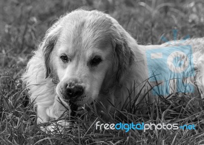 Man's Best Friend! Stock Photo