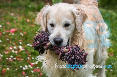 Man's Best Friend! Stock Photo