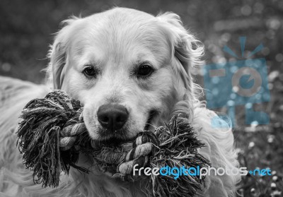 Man's Best Friend! Stock Photo