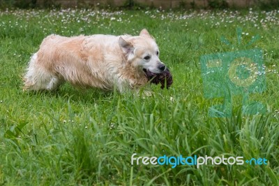 Man's Best Friend! Stock Photo