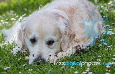 Man's Best Friend! Stock Photo