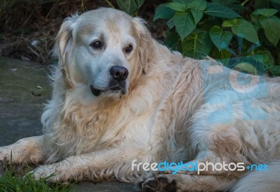 Man's Best Friend! Stock Photo