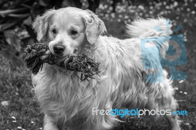 Man's Best Friend! Stock Photo